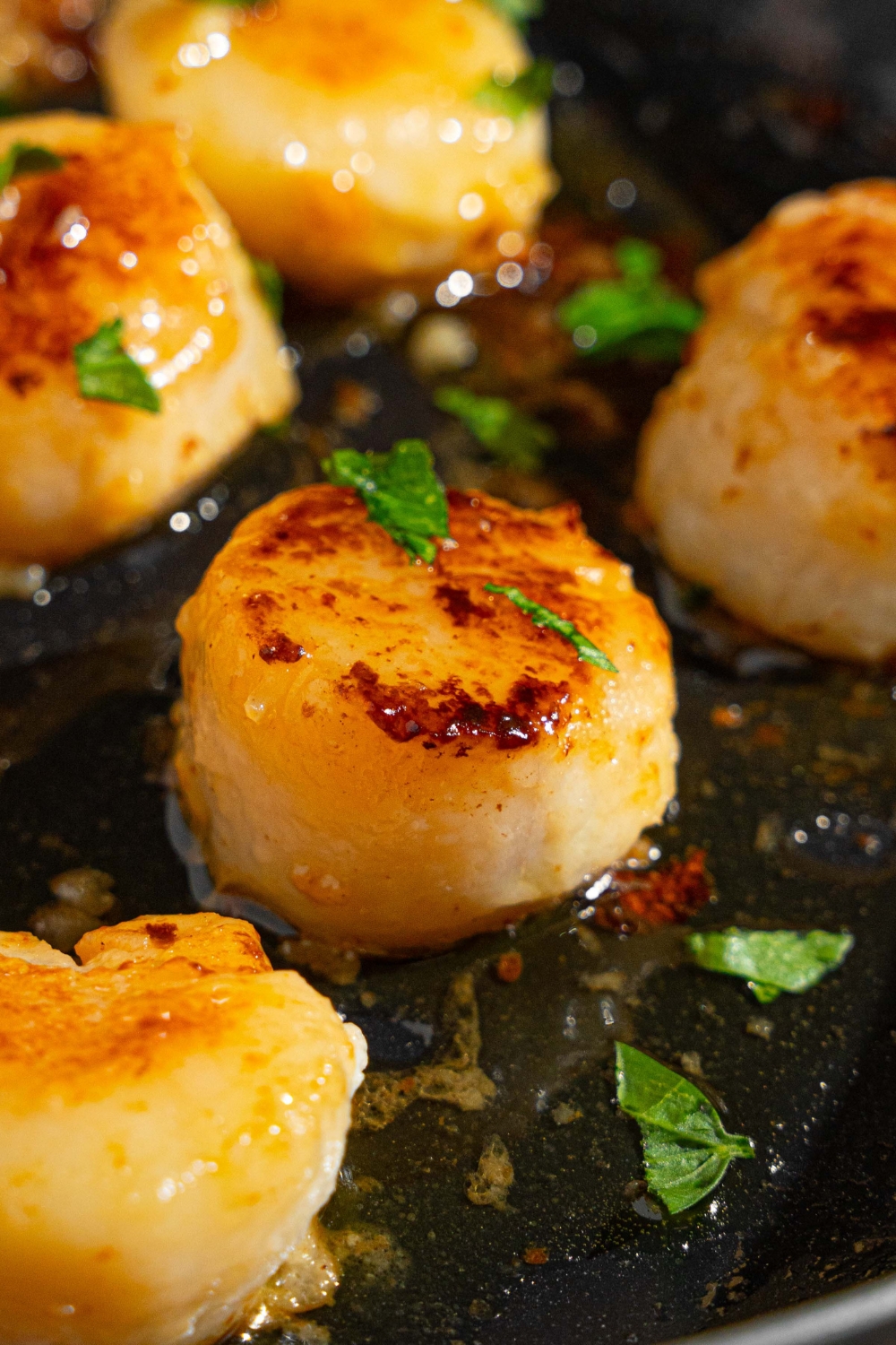 Pan seared scallops in a skillet with butter and garlic, garnished with fresh parsley.